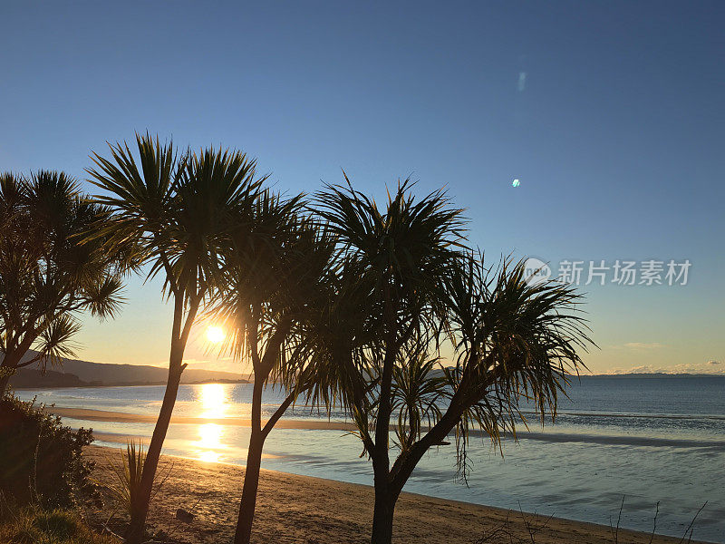 New Zealand / Aotearoa by Sunset;Ti Kouka (Cordyline Australis)，黄昏